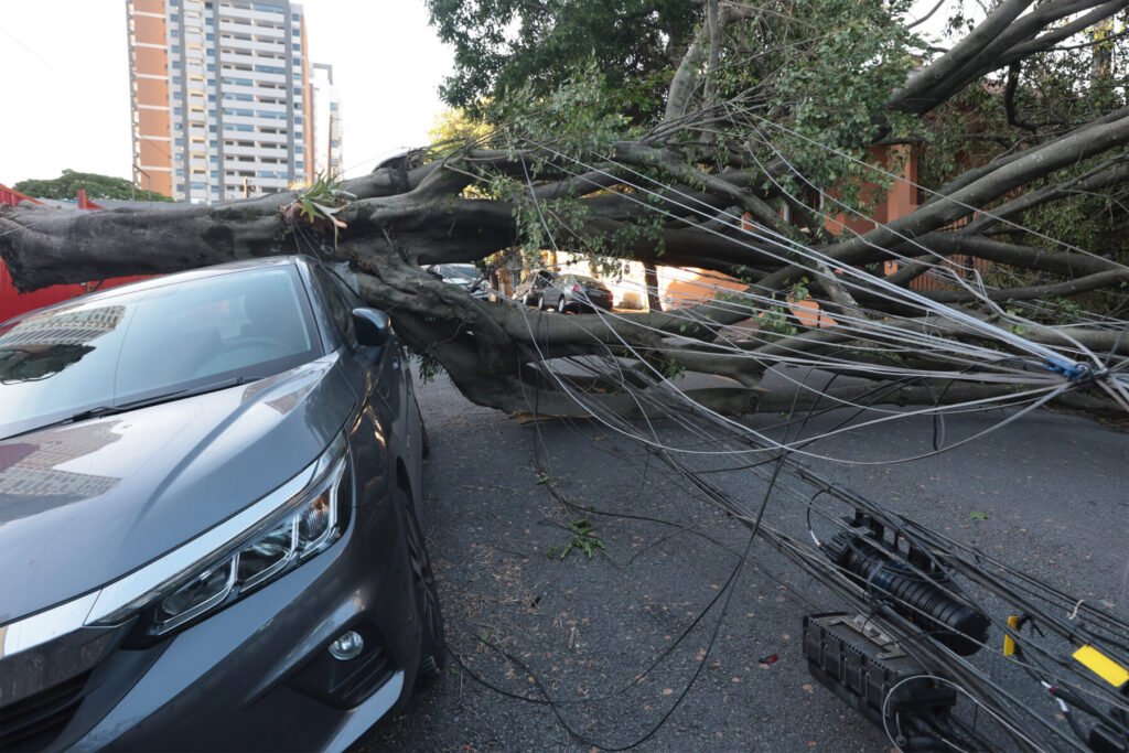 Árvores caídas sobre veículos em São Paulo após temporal