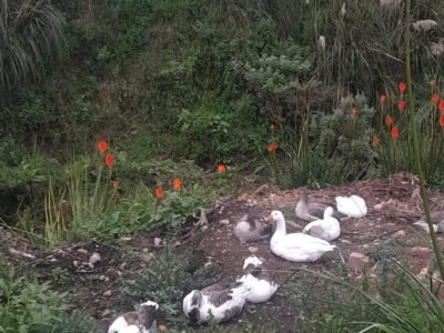Malásia suspende carne de aves do Brasil após foco de Newcastle em SC