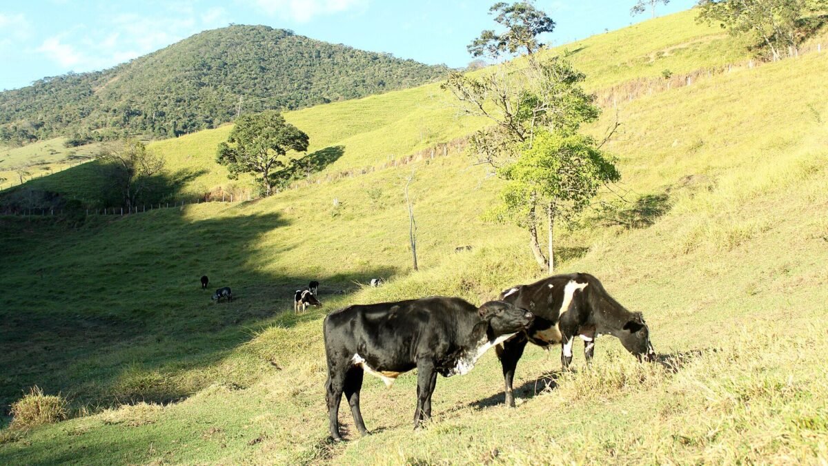 Arroba do boi passa de R$ 400 em parte de SP e carne sobe 9% no ano