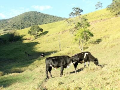 Arroba do boi passa de R$ 400 em parte de SP e carne sobe 9% no ano