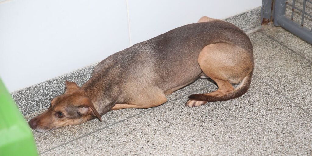 Cachorro chamado Vini está disponível para adoção