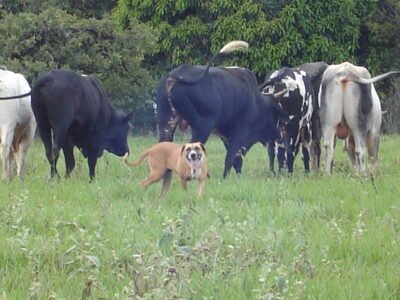 Operação Apropriare apura desvio de 2,3 mil cabeças de gado de pecuarista de 91 anos no RS
