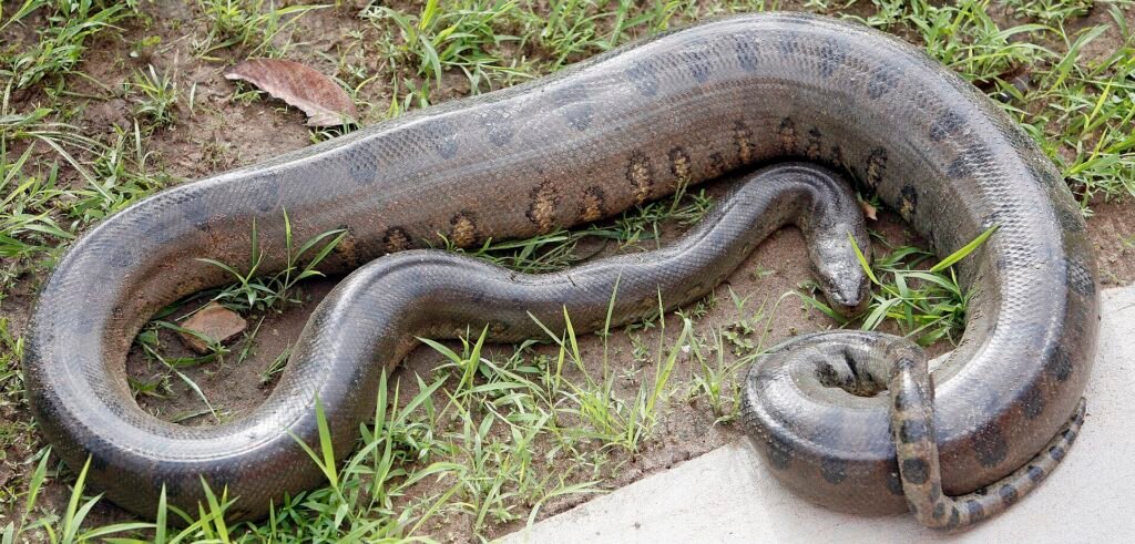 Cobra sucuri de cerca de 3 metros, em imagem de banco de imagens