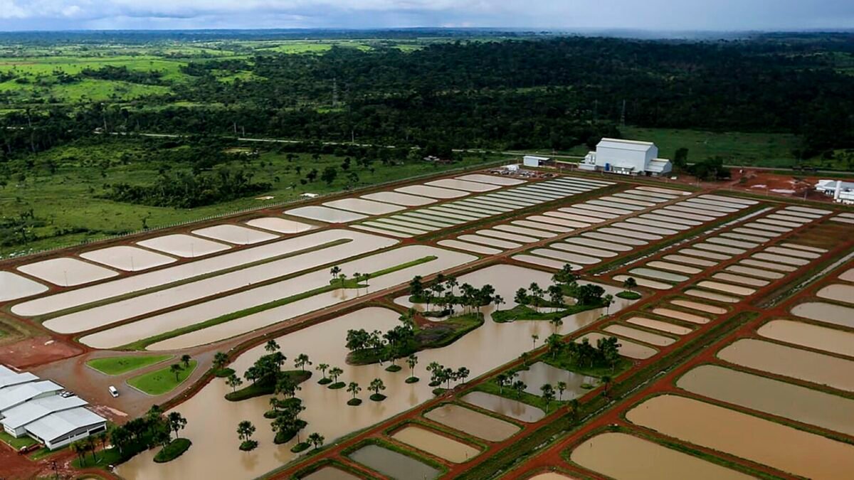 Falta de energia mata cerca de 400 mil peixes em piscicultura de São João do Ivaí (PR)