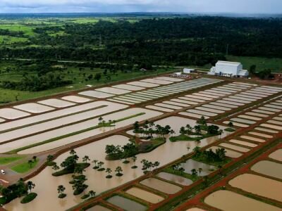 Falta de energia mata cerca de 400 mil peixes em piscicultura de São João do Ivaí (PR)