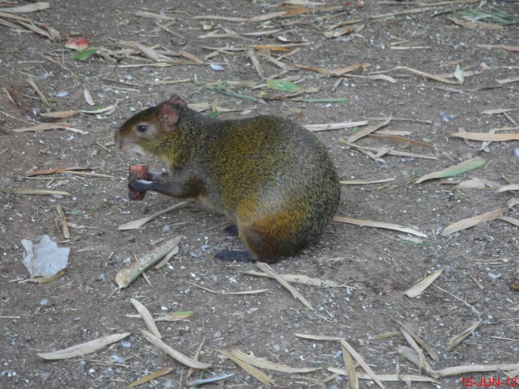 Cutia, animal roedor do gênero Dasyprocta, com sete espécies encontradas no território brasileiro