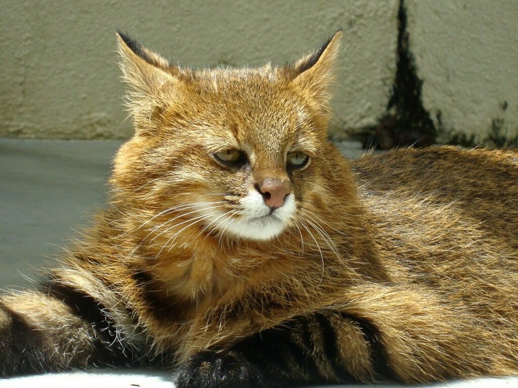 Felino de pelagem dourada deitado em recinto do Zoológico de Belo Horizonte