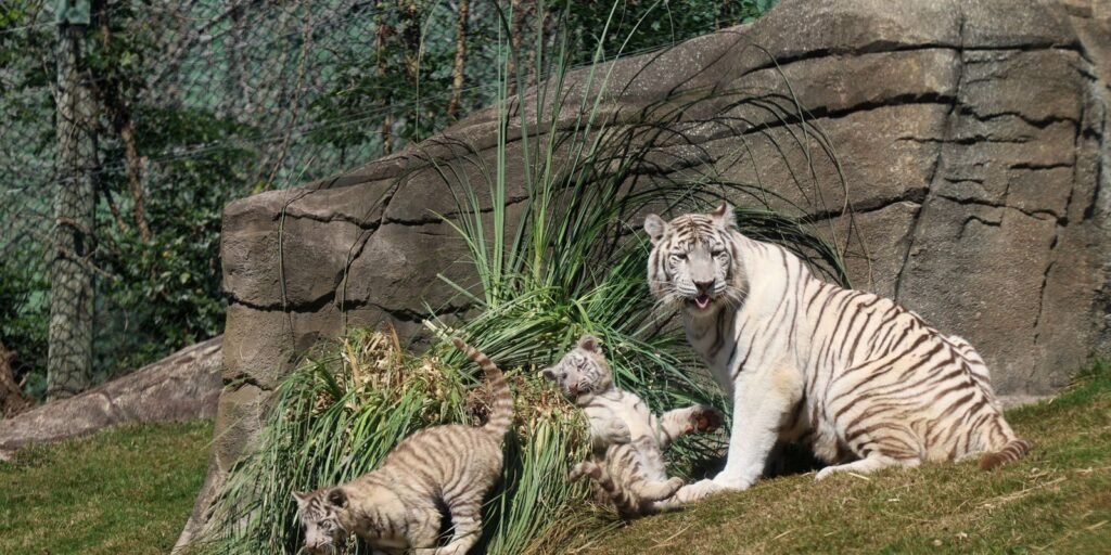 Filhotes da tigresa branca Indira no zoológico Animália Park, em Cotia (SP)
