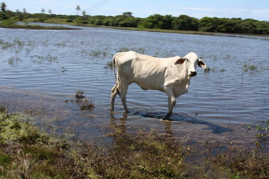 Gado bovino em uma lagoa nas dunas de Piaçabuçu. Foto de arquivo do banco Wikimedia Commons