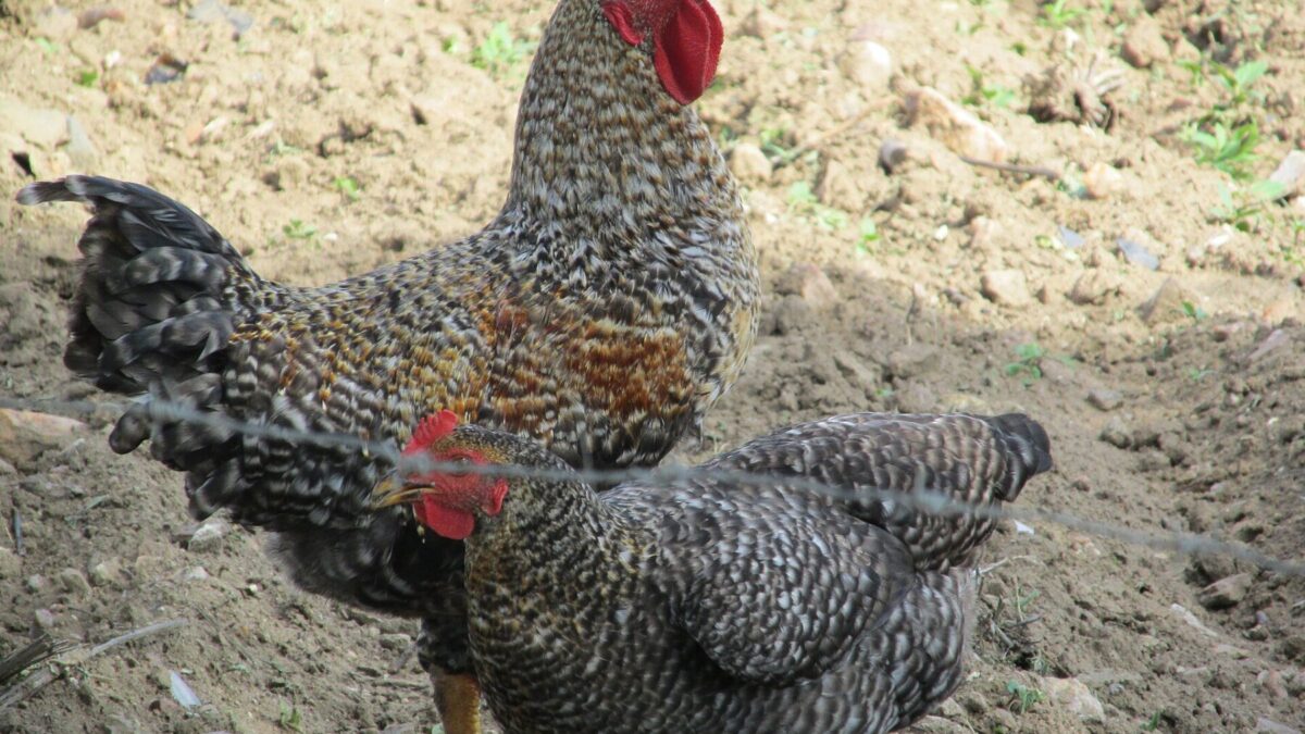 Novo caso de gripe aviária é confirmado em aves de subsistência em Selbach, RS