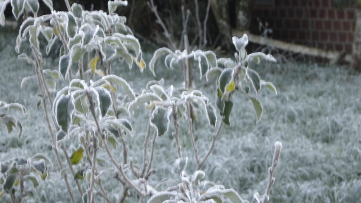 Frio e geada no Sul: Curitiba tem mínima de 9,6 °C no domingo (18) e pode ter 8 °C na segunda