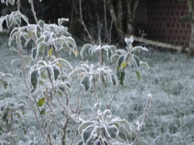 Frio e geada no Sul: Curitiba tem mínima de 9,6 °C no domingo (18) e pode ter 8 °C na segunda