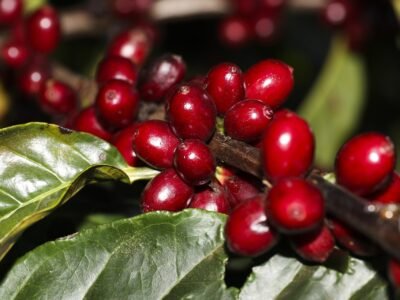 Produtores do ES têm até 12 de novembro para renegociar dívidas rurais no BB