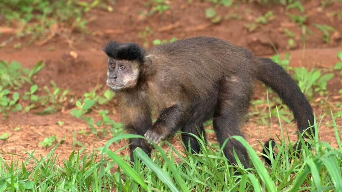 Macaco-prego que invadiu casas em Salvador morre; tutor suspeita de envenenamento
