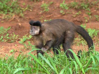 Macaco-prego que invadiu casas em Salvador morre; tutor suspeita de envenenamento