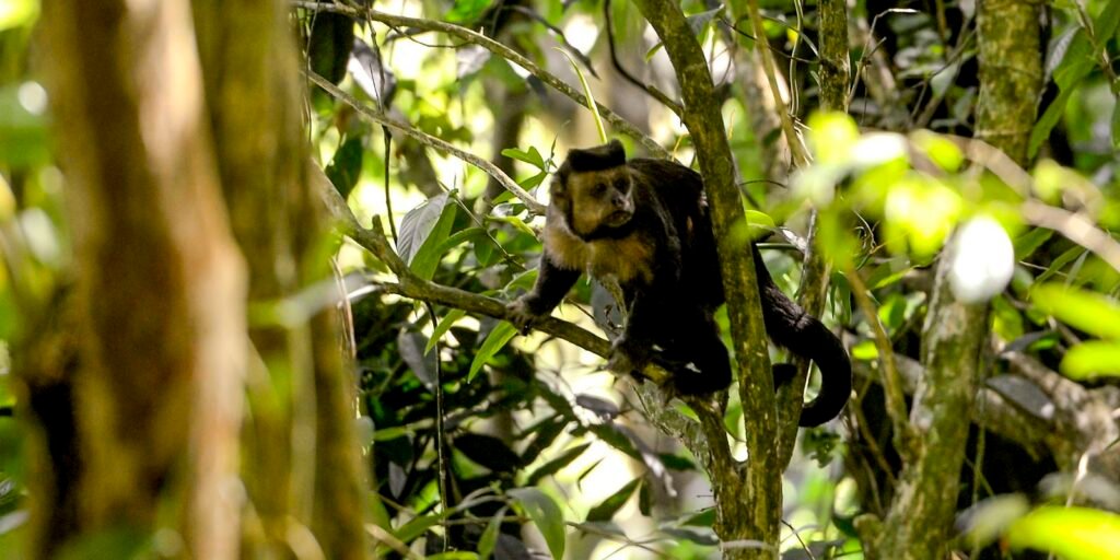 Macaco-prego na mata atlântica, seu habitat natural, na Floresta da Tijuca, no Rio de Janeiro