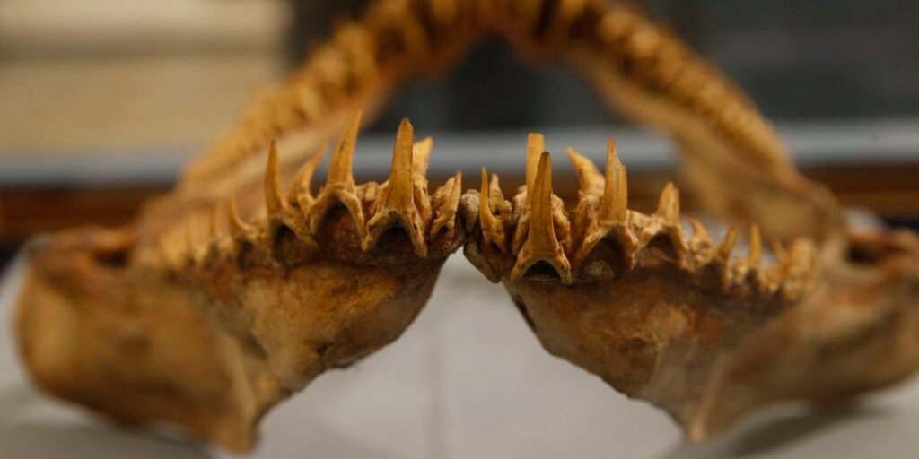 Mandíbula de tubarão exposta na mostra Quando Nem Tudo era Gelo, no Museu Nacional