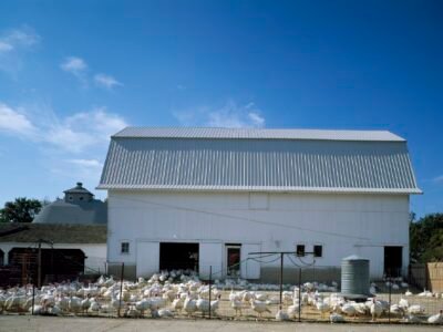 Pelo menos 23 países restringem compras de aves do Brasil após Newcastle em SC