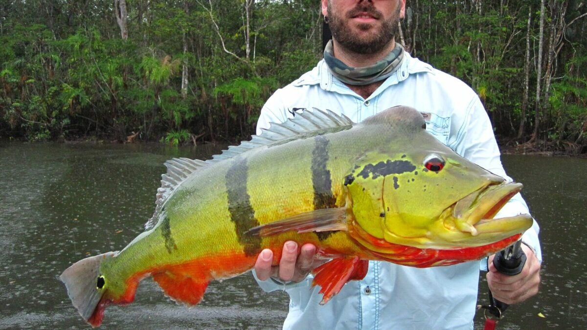 Adolescente de Uberaba bate recorde brasileiro júnior de pesca de piraíba aos 15 anos