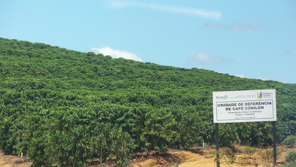 Exportações de café pelo ES sobem 58% e passam de 5 milhões de sacas