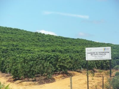Exportações de café pelo ES sobem 58% e passam de 5 milhões de sacas