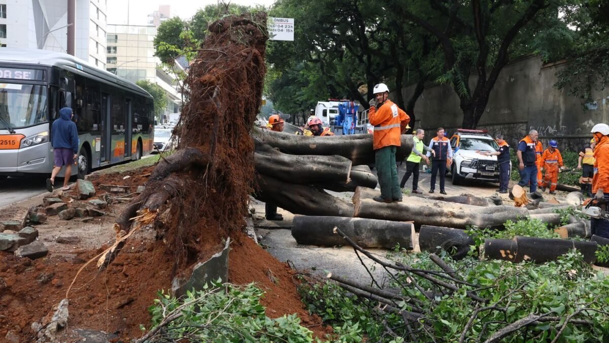 Temporal no oeste de SP tem rajadas de 70 km/h, árvores caídas e 76 mil clientes sem luz