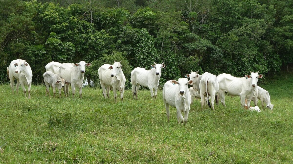 Bahia bate recorde em abate de bovinos com avanço das exportações de carne