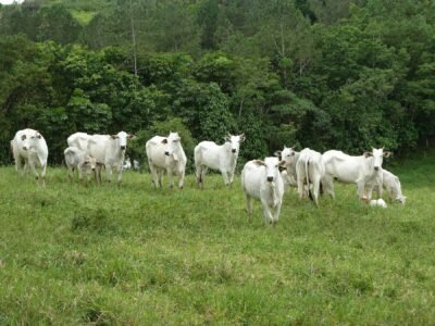 Bahia bate recorde em abate de bovinos com avanço das exportações de carne