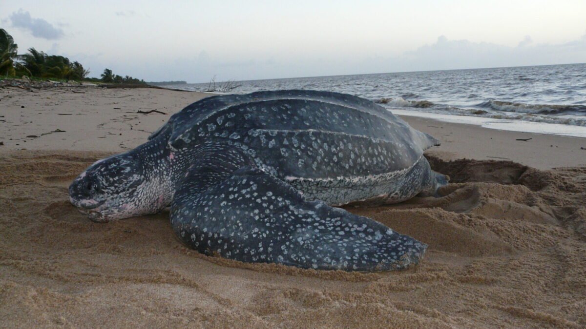 Tartaruga-gigante é encontrada morta na Praia da Enseada, em Guarujá (SP)