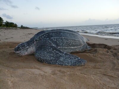 Tartaruga-gigante é encontrada morta na Praia da Enseada, em Guarujá (SP)