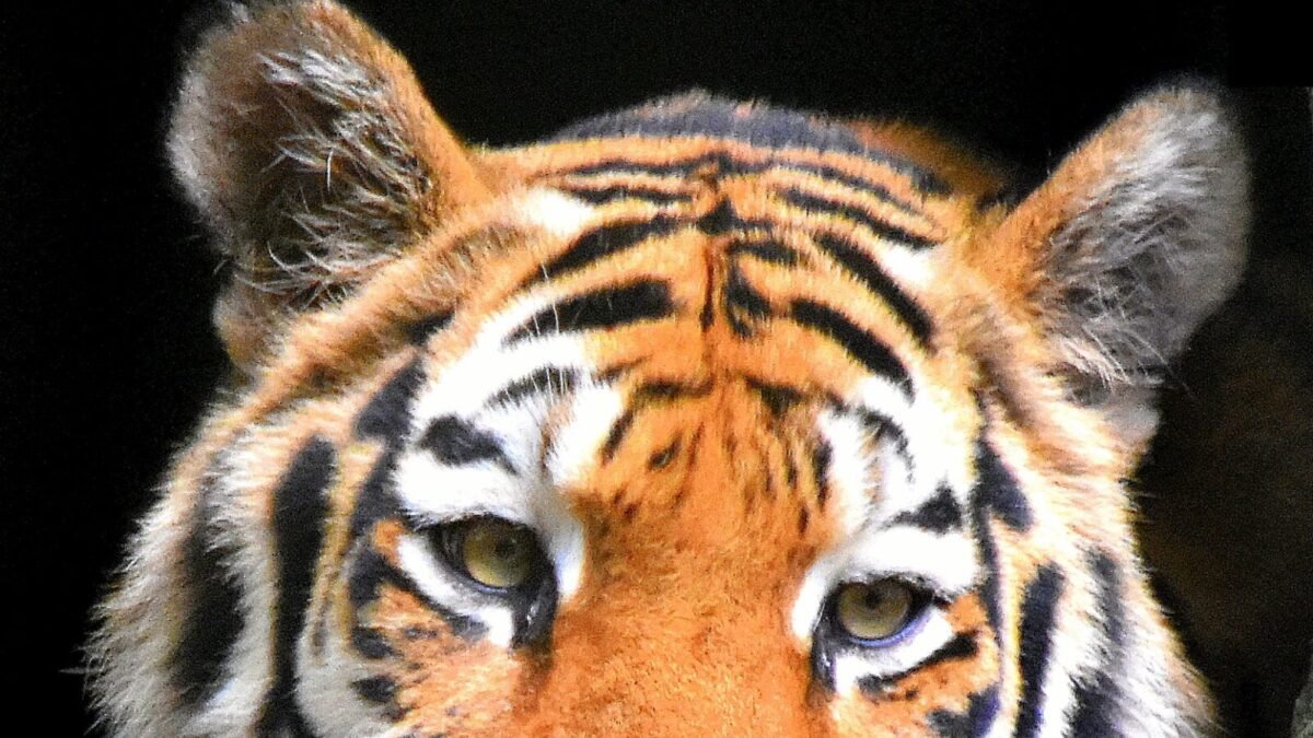 Homem morre após entrar em recinto de tigre-siberiano em parque na Inglaterra