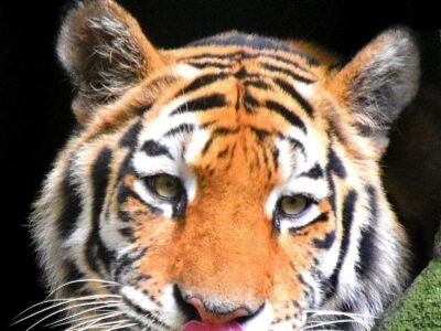 Homem morre após entrar em recinto de tigre-siberiano em parque na Inglaterra