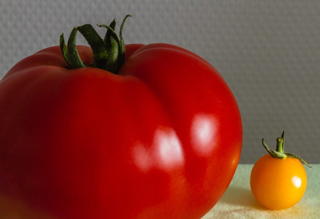 Tomate em imagem de banco de fotos