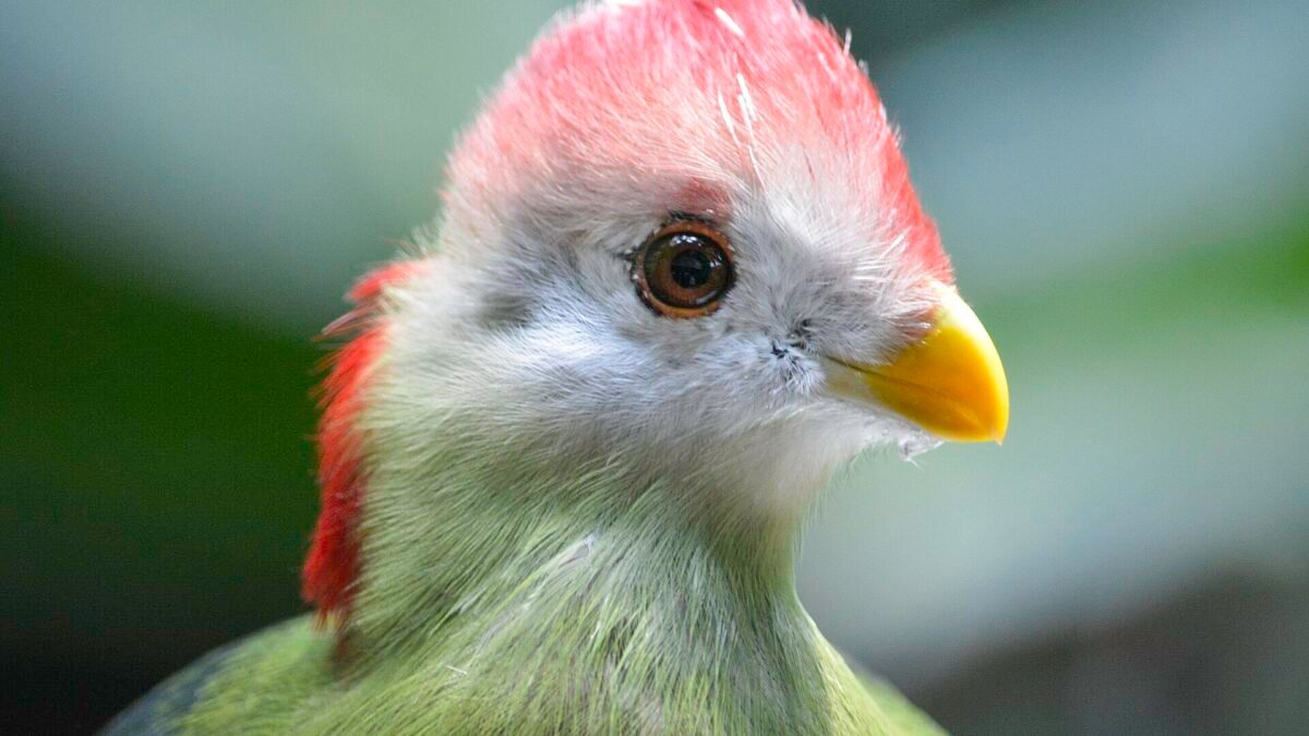 Alika descobre que está grávida de Tonho no capítulo de sábado (17) de A Nobreza do Amor