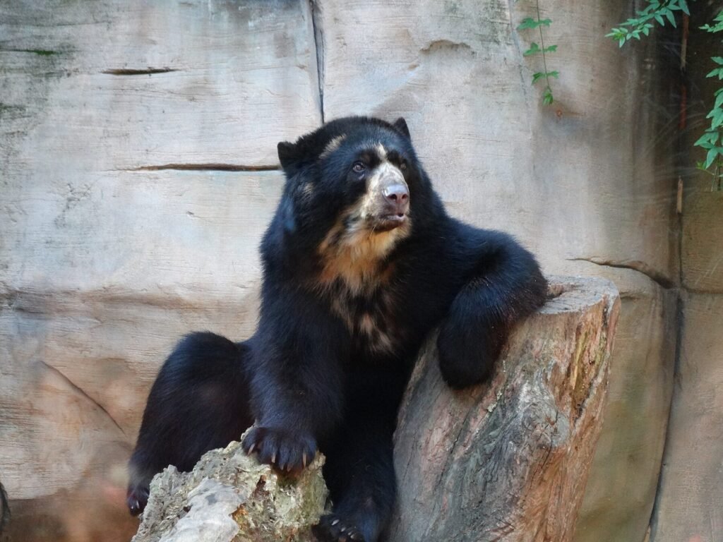 Urso de óculos no Zoológico de Sorocaba, em registro de banco de imagens Wikimedia Commons
