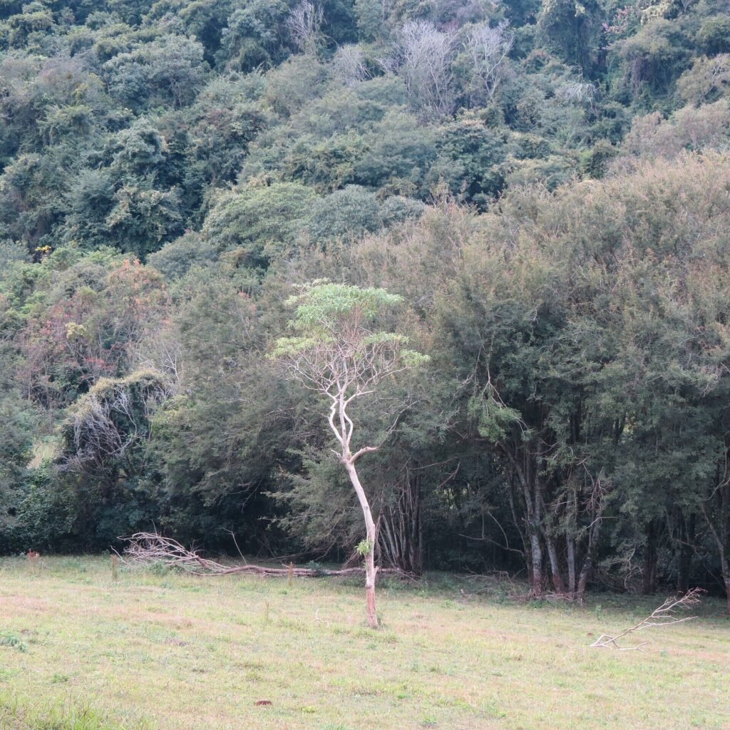 Vegetação às margens da rodovia PR-445