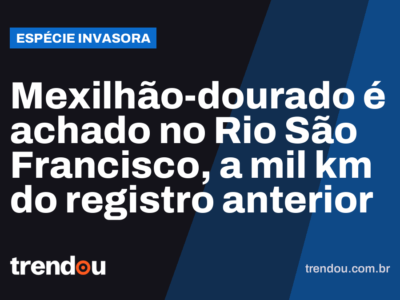Mexilhão-dourado é achado no Rio São Francisco, a mil km do registro anterior
