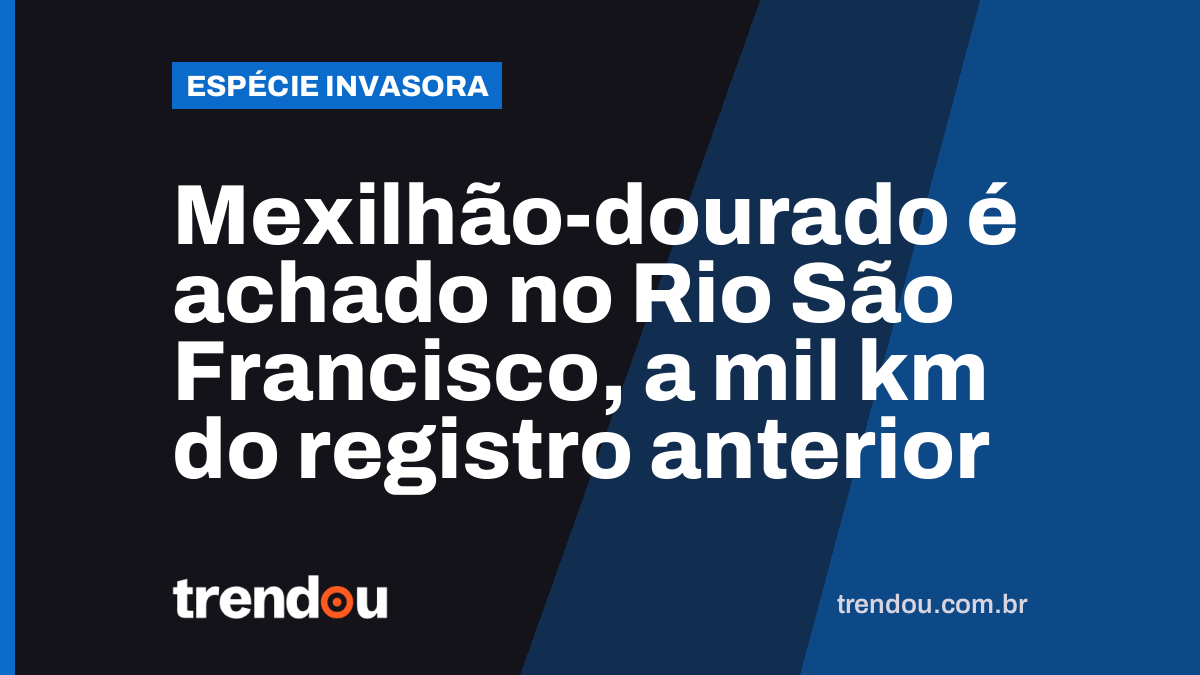 Mexilhão-dourado é achado no Rio São Francisco, a mil km do registro anterior